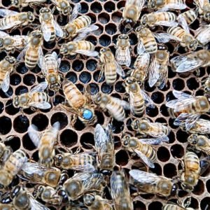 Reine Buckfast F1 vierge issue d’un élevage local