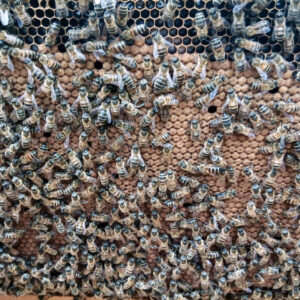 Essaim Buckfast hiverné sur 5 cadres (reine F1)