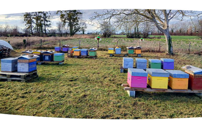 les ruches du Croisé Paillard